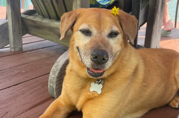 A Tribute to Bailey